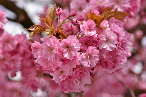 Gratuit Photos gratuites de bourgeons, fleurs de cerisier, fond d'écran de fleurs de cerisier Photos