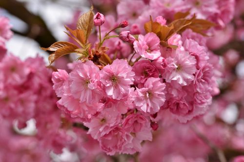 Free Close-up of vibrant pink cherry blossoms in full bloom, showcasing the beauty of spring. Stock Photo