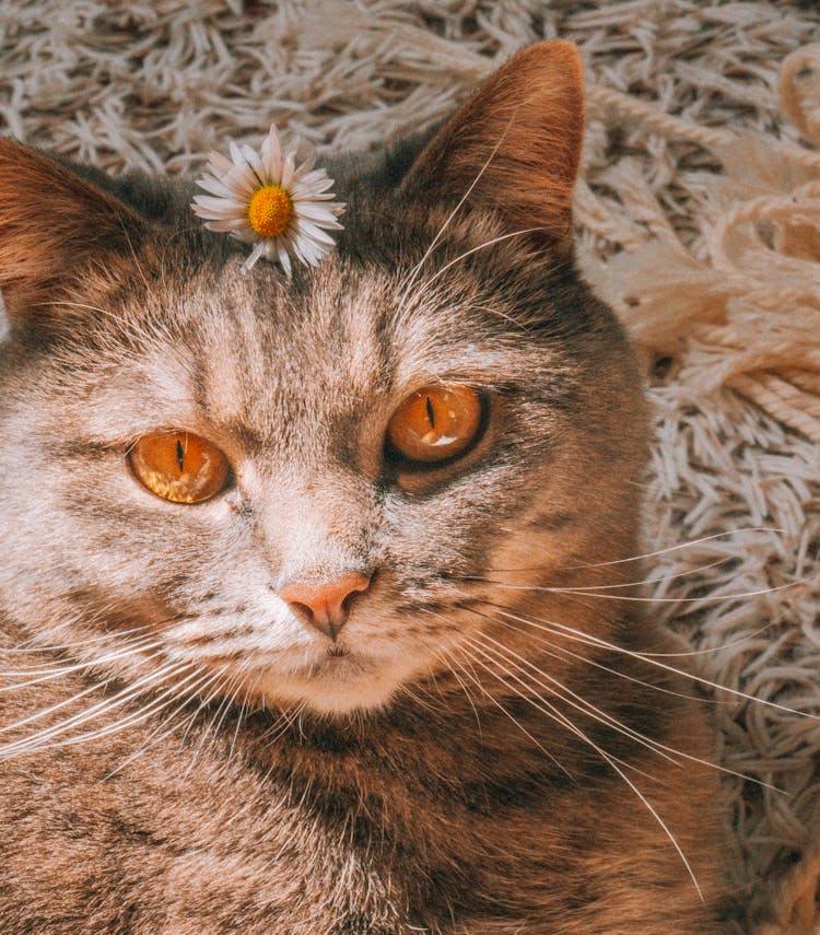 Close-up Of A Cat Head With A Daisy Sitting Between Its Ears 