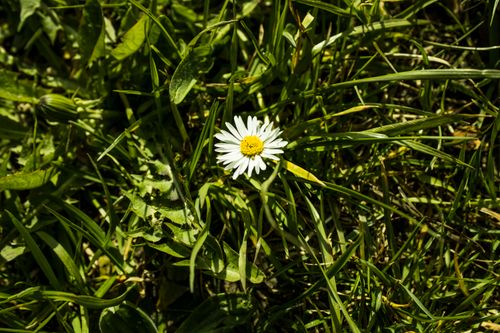 Free A beautiful white daisy thriving amidst rich, green grass under sunlight. Stock Photo
