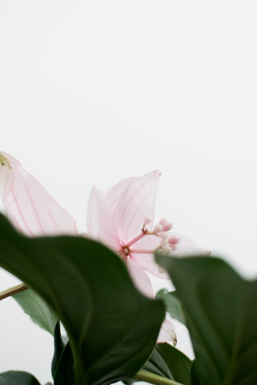 Základová fotografie zdarma na téma bílé pozadí, botanický, krása