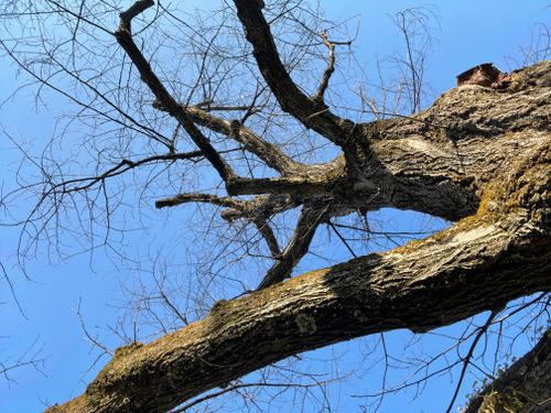 Free stock photo of blue sky, branch, tree Stock Photo