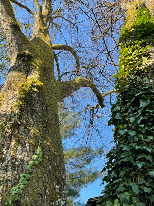 Free stock photo of tree, tree background Stock Photo
