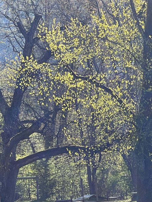 Free stock photo of apple tree, everything yellow, tree background Stock Photo