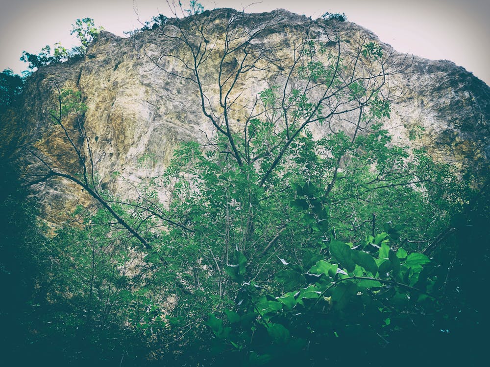 Photos gratuites de belle nature, nature de la forêt, plantes sauvages