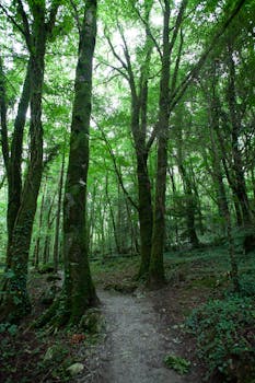 A tranquil forest path in Ireland with lush greenery and towering trees.