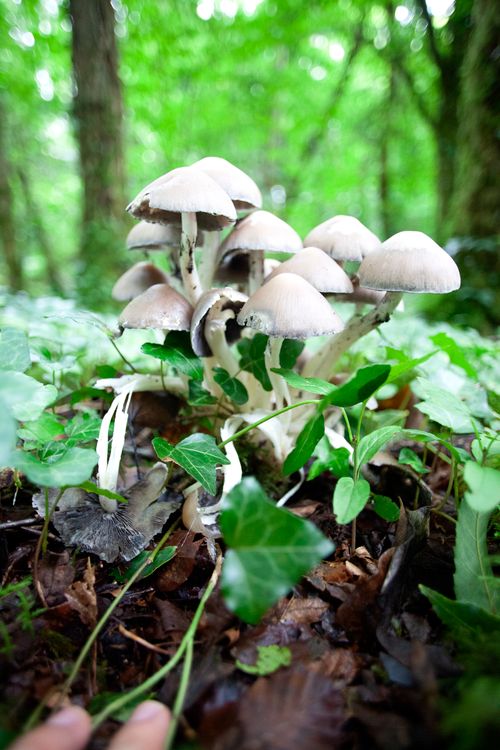 Free A vibrant close-up of mushrooms growing in an Irish forest, surrounded by lush greenery. Stock Photo