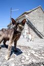 Brown Cat on Gray Concrete Floor