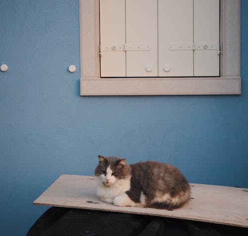 çok sevimli, Evcil Hayvan, kedi içeren Ücretsiz stok fotoğraf