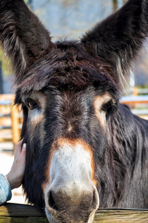 Free Close Up Shot of a Donkey Stock Photo