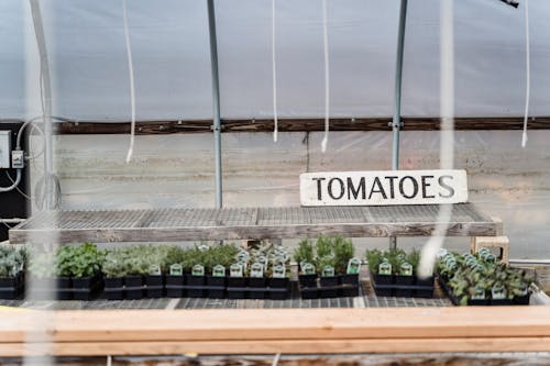 Free Row of black containers with small potted green tomatoes placed in greenhouse in daylight Stock Photo