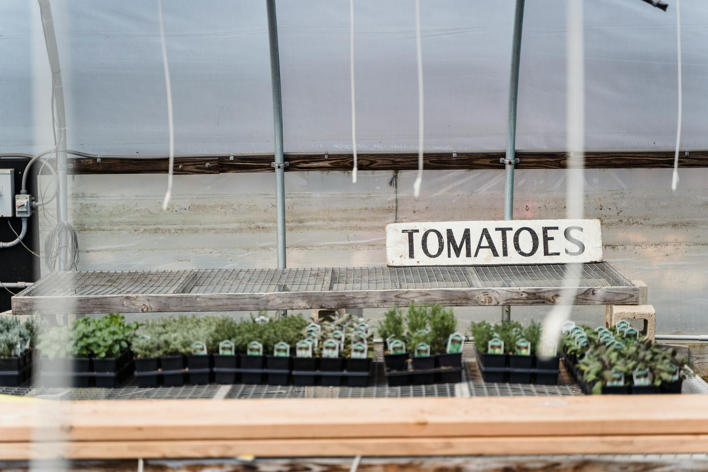 Tomato Varieties for Home Gardens