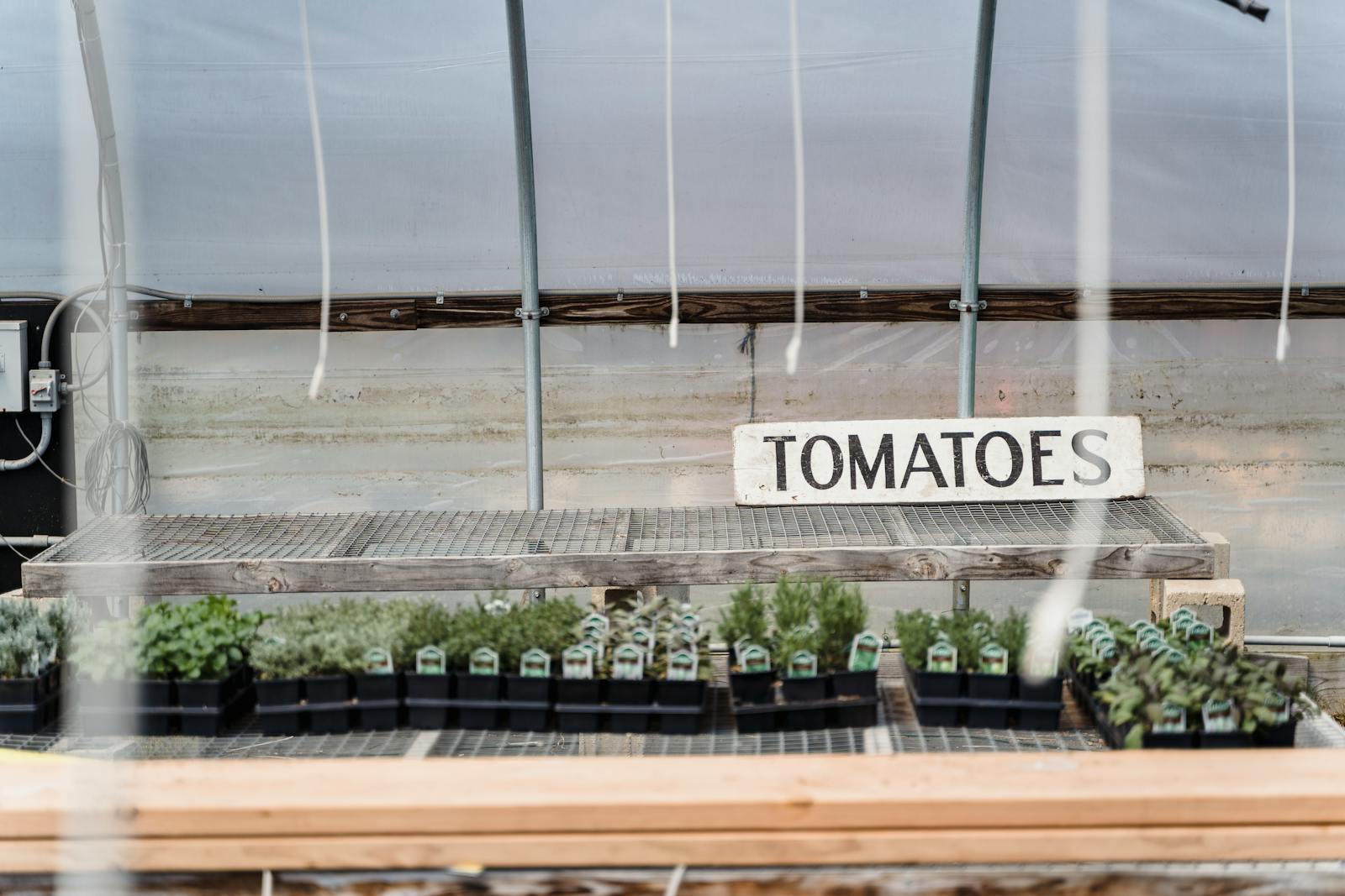indoor vegetable garden system