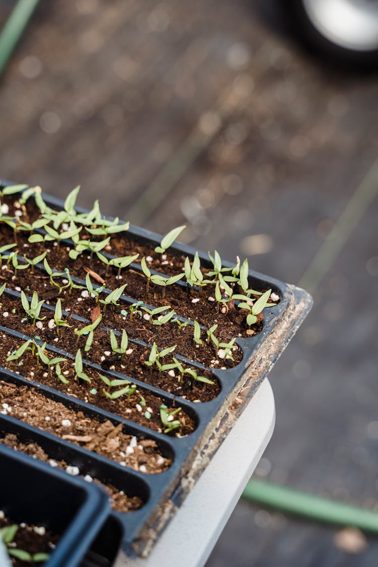 Small Green Plants Growing In Pots