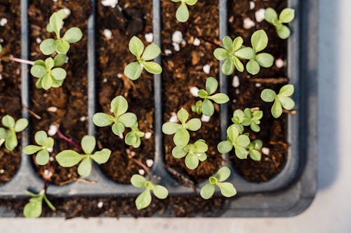 Close Up Shot of Seedlings