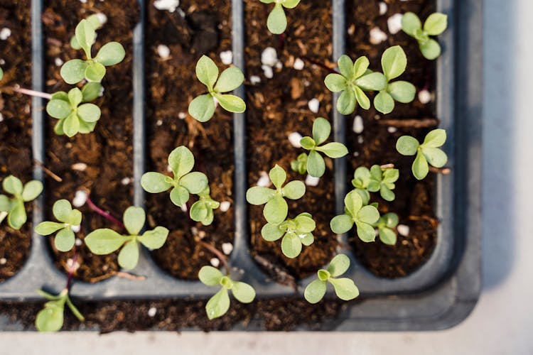 Close Up Shot Of Seedlings