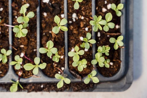 Free Detailed view of young seedlings growing in a tray, showcasing plant growth. Stock Photo