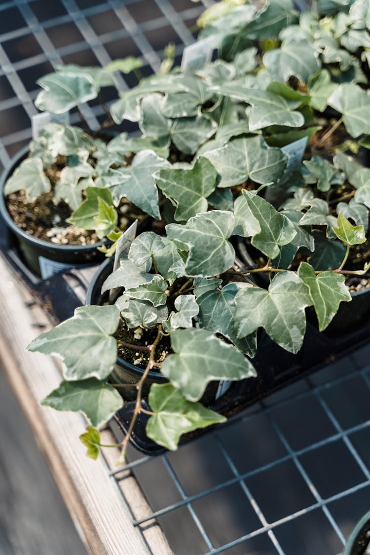 Green Ivy Plants Growing In Pots