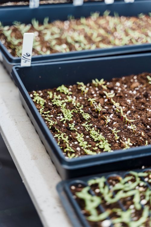 Free High angle of small green sprout growing in fresh soil in plastic containers in greenhouse in daylight Stock Photo