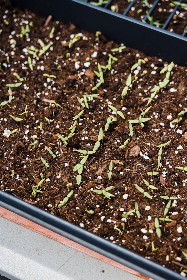 Small Green Plants Growing In Soil In Black Container