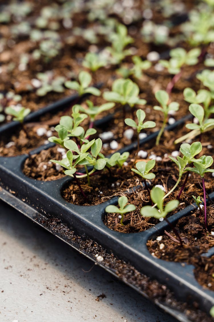 Green Seedlings Growing In Pots