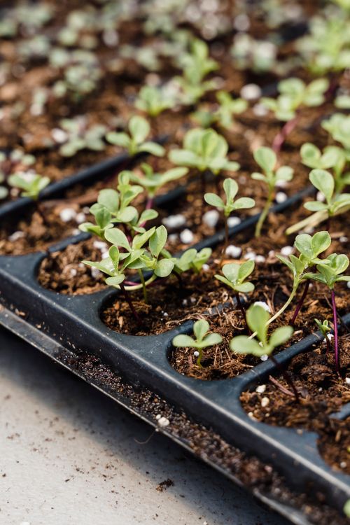 Free From above of small green seasonal plants growing in dry soil in black containers in greenhouse in daytime Stock Photo
