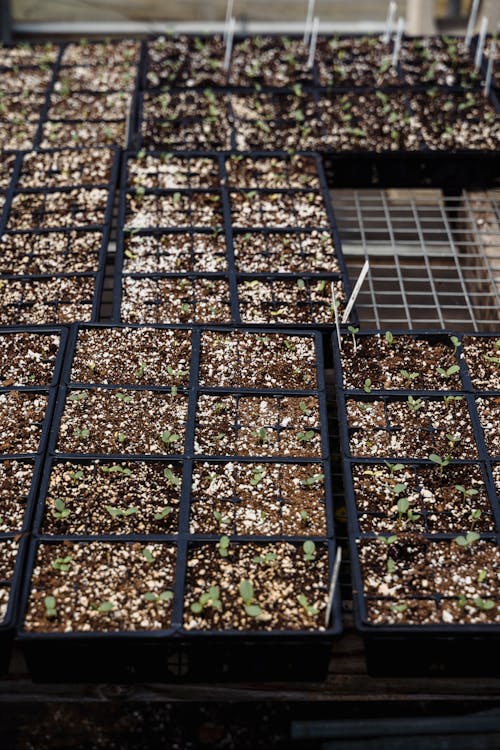 Free Rows of containers with green seedlings in soil Stock Photo