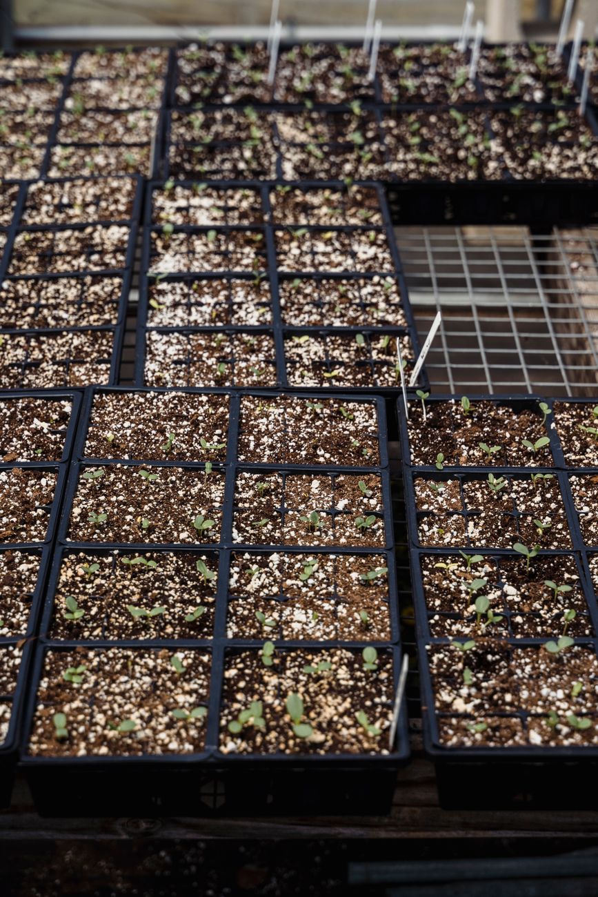 From above of many black plastic containers with green seedlings in soil placed on metal grid in hothouse