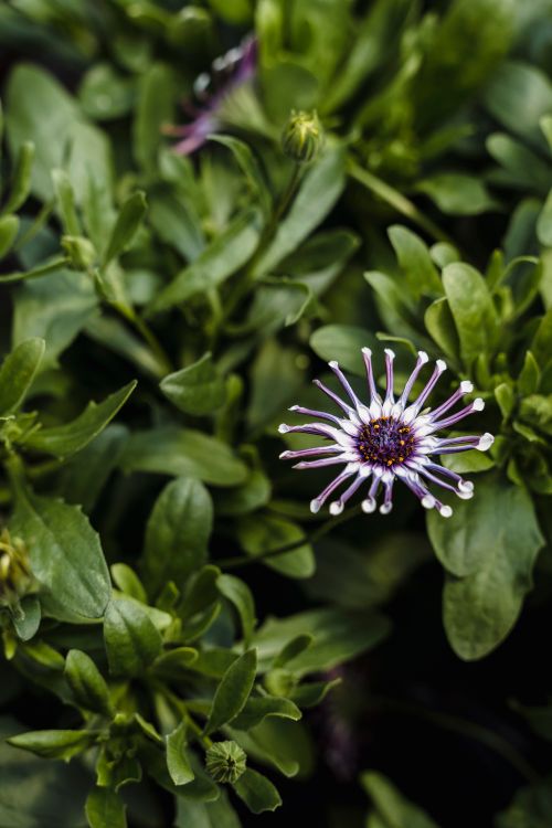Free From above of African Daisies flowers with green stems with leaves growing in nature in daytime Stock Photo
