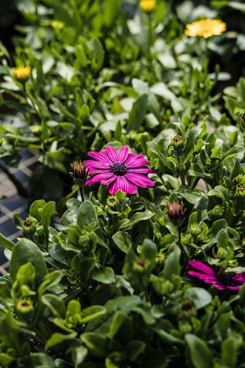 Free Close-up of a vivid purple African daisy surrounded by rich green foliage, basking in sunlight. Stock Photo