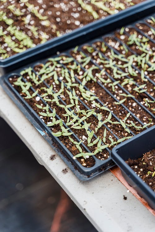 Free Green seedlings in pots on farm Stock Photo