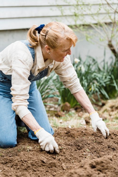 Free Senior woman in overalls gardening outdoors, planting in soil by a house with gloves. Stock Photo
