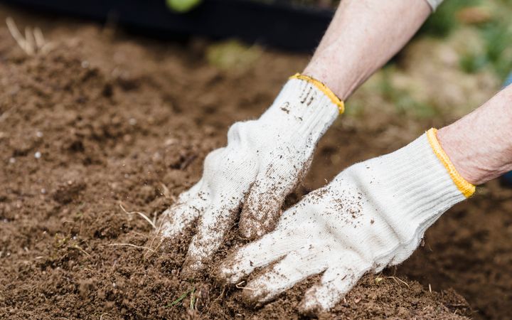 Crop unrecognizable gardener in dirty gloves working in garden near green seedlings placed in plastic containers