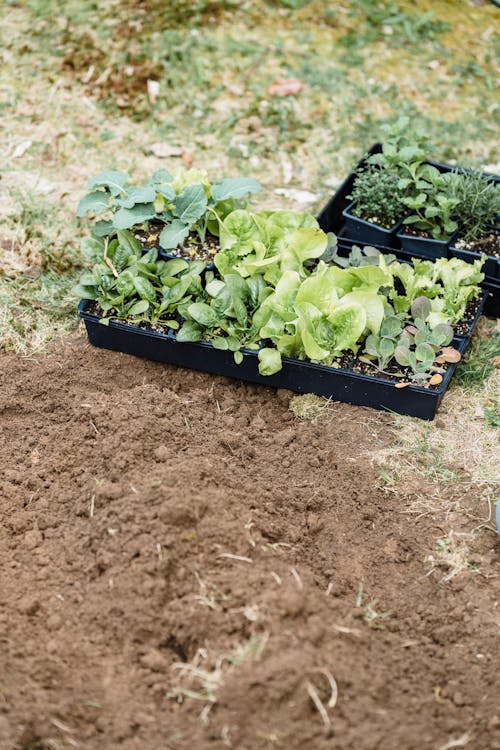 Seedlings on a Black Nursery Tray