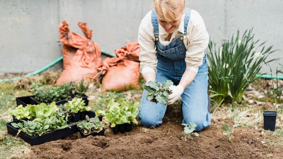 Hydroponics for Beginners: Growing Without Soil, Explained Simply