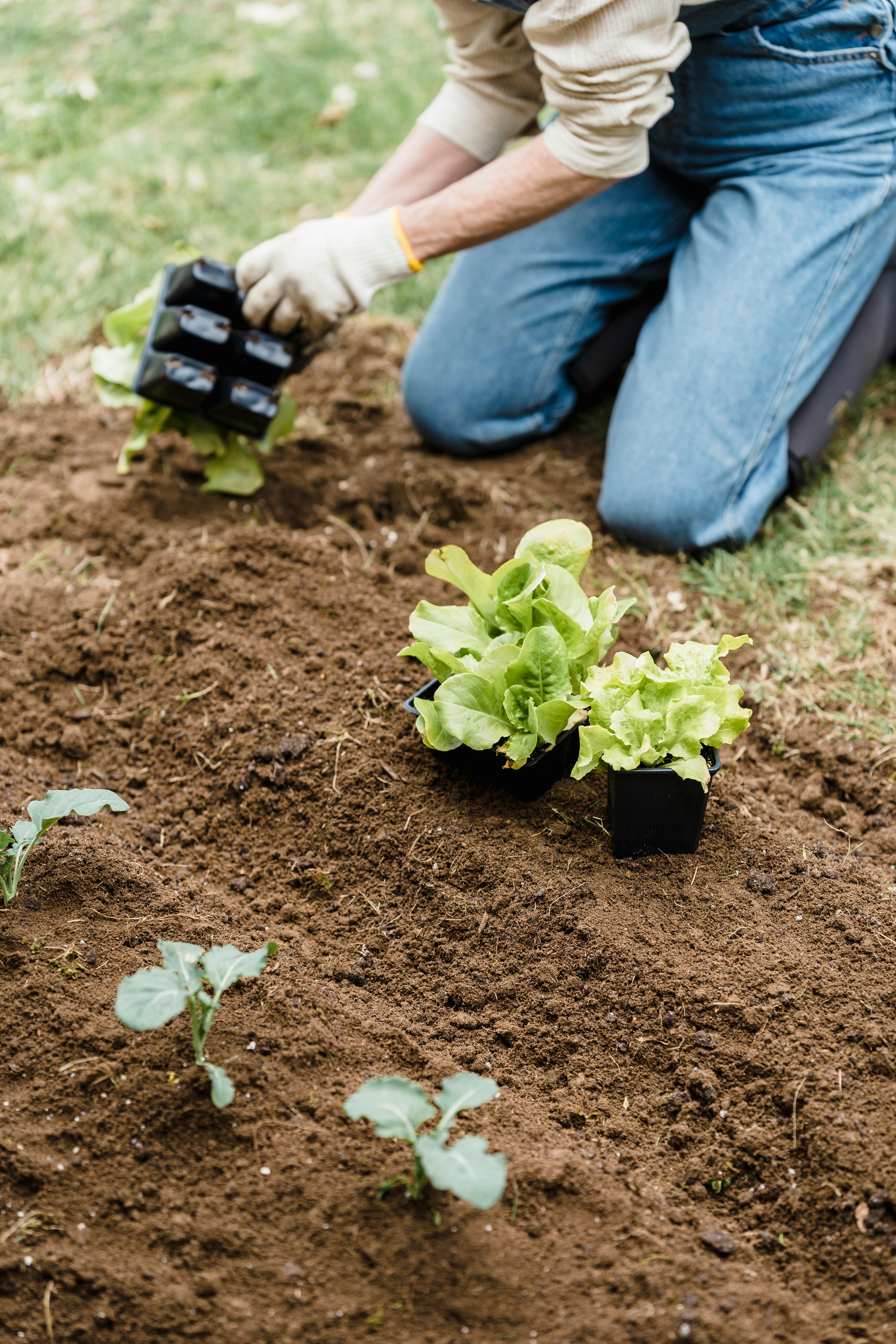 A person wearing gloves plants young seedlings on a garden bed, showcasing gardening activities outdoors.