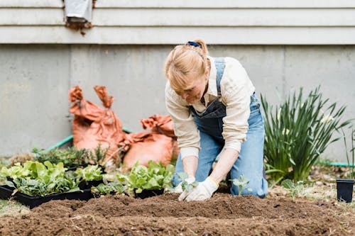 Free Senior woman planting seedlings in garden Stock Photo