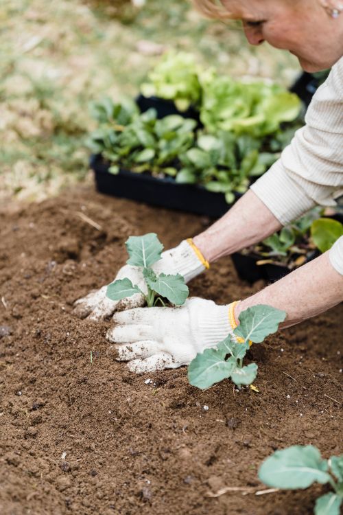 Free A gardener wearing gloves carefully planting seedlings in rich soil with fresh greens nearby. Stock Photo