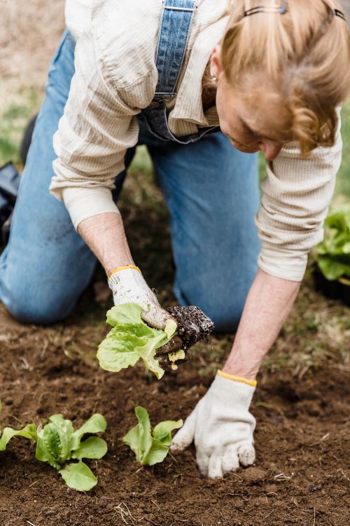 Free Crop unrecognizable female in casual clothes and gloves planting seedlings into soil while working in garden in daylight Stock Photo