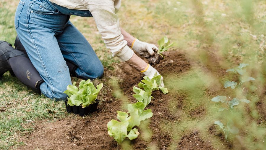 Three Things to Settle Before You Landscape Your Yard