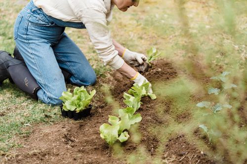 Free Crop unrecognizable gardener in gloves and boots planting green seedlings into soil in garden with tree Stock Photo