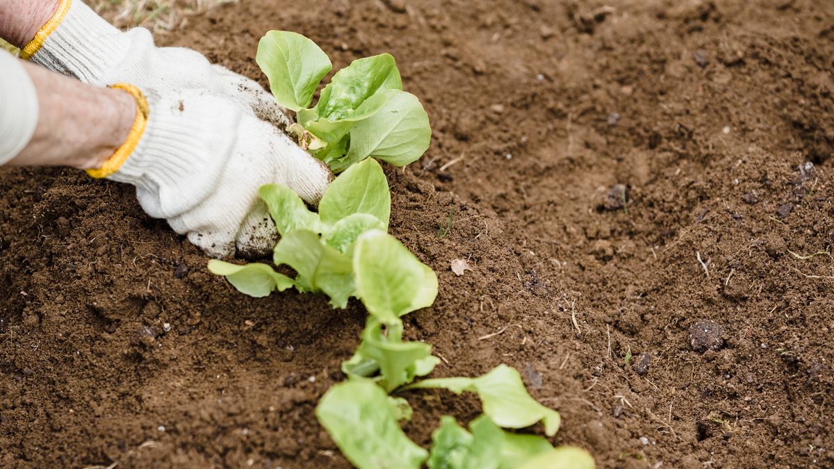 Calendrier des semis de légumes dhiver : préparer son potager en août - illustration