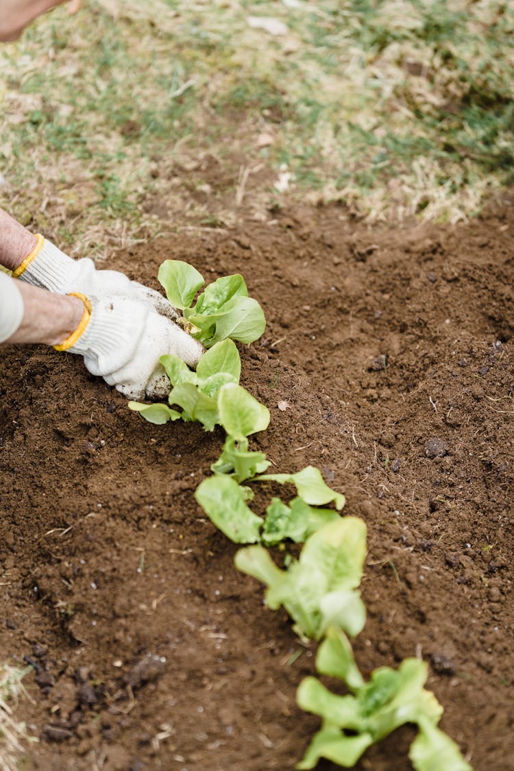 Faceless Gardener Planting Seedlings In Garden