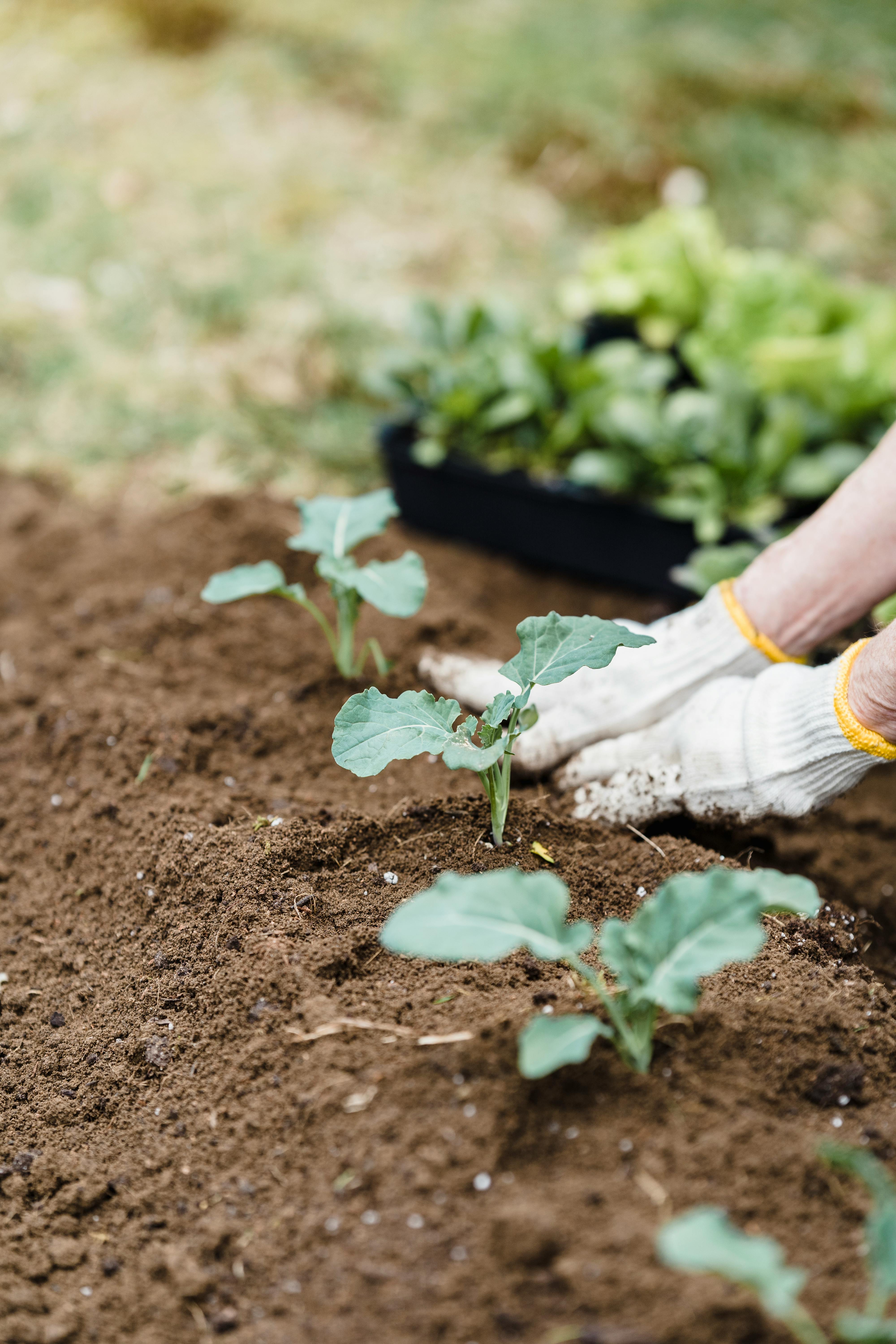 unrecognizable farmer planting sprouts in countryside