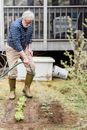 Senior farmer watering green seedlings