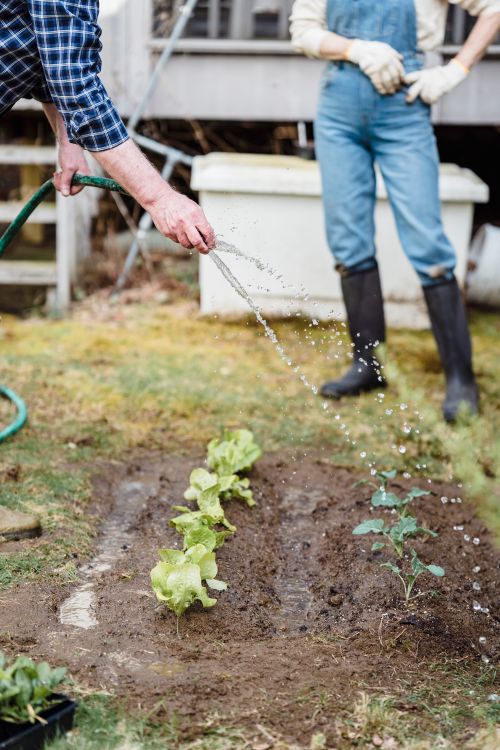 Free Crop anonymous farmer watering green seedlings on garden bed with hose while standing in countryside with anonymous partner on summer day Stock Photo