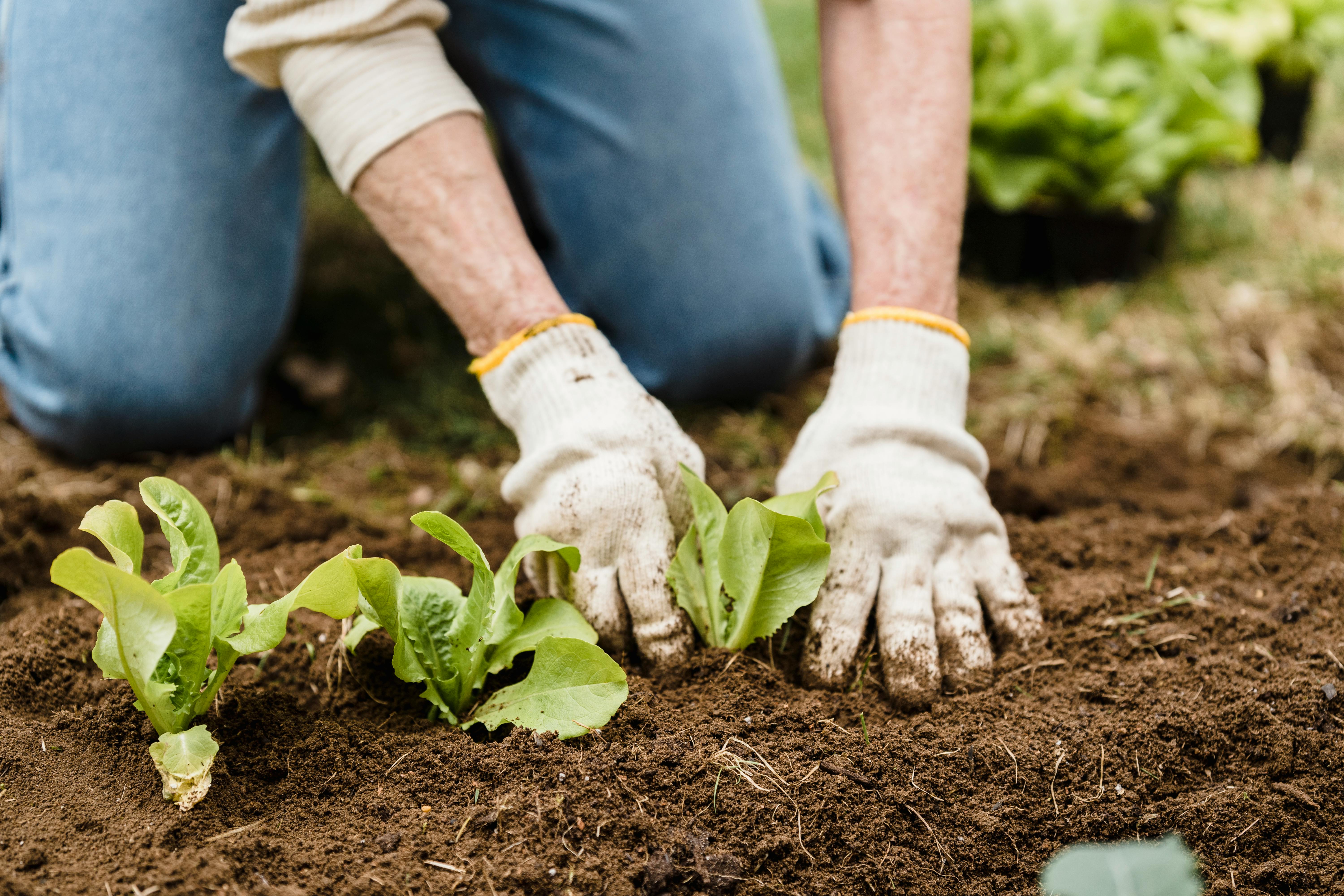 6. Enrichir le terreau : Nutriments essentiels pour la santé des orchidées