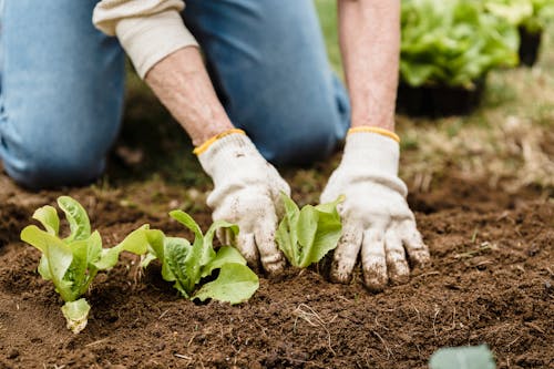 Photos gratuites de agriculteur, agriculture, anonyme