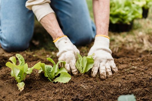 Crop unrecognizable gardener in gloves and jeans planting green plants into fertile soil while working in garden on summer day