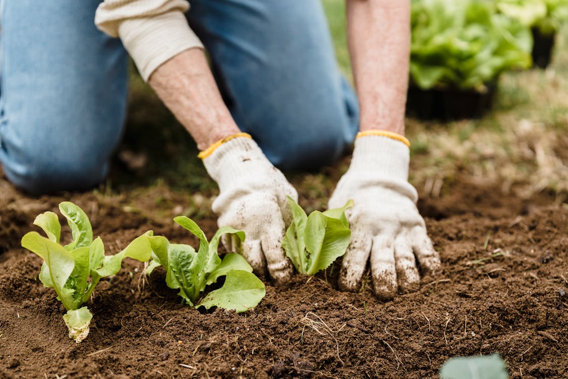 Free Crop unrecognizable gardener in gloves and jeans planting green plants into fertile soil while working in garden on summer day Stock Photo